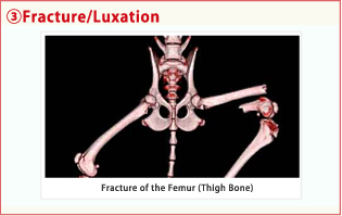 3.Fracture/Luxation