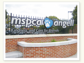 Angell Memorial Animal Hospital