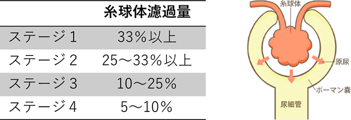 糸球体濾過量の表と腎臓の模式図